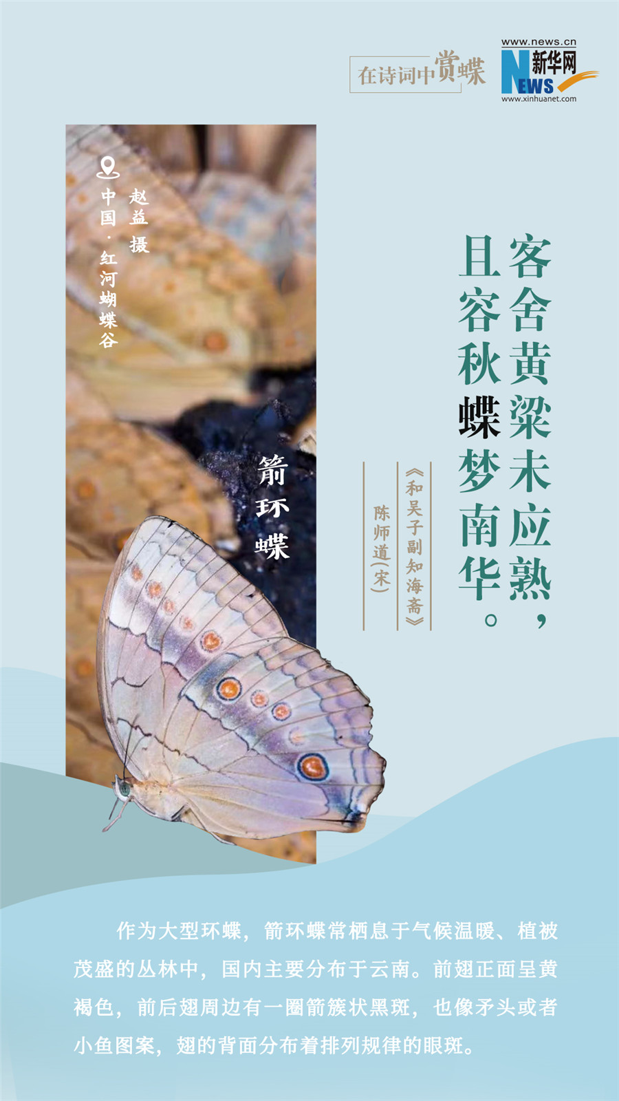 創意海報|在詩詞中賞蝶：翩翩舞態 詩以詠蝶