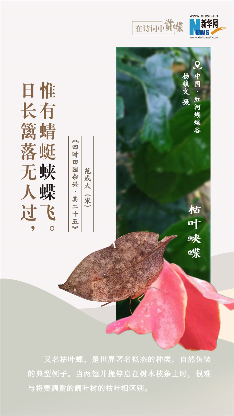 創意海報|在詩詞中賞蝶：翩翩舞態 詩以詠蝶