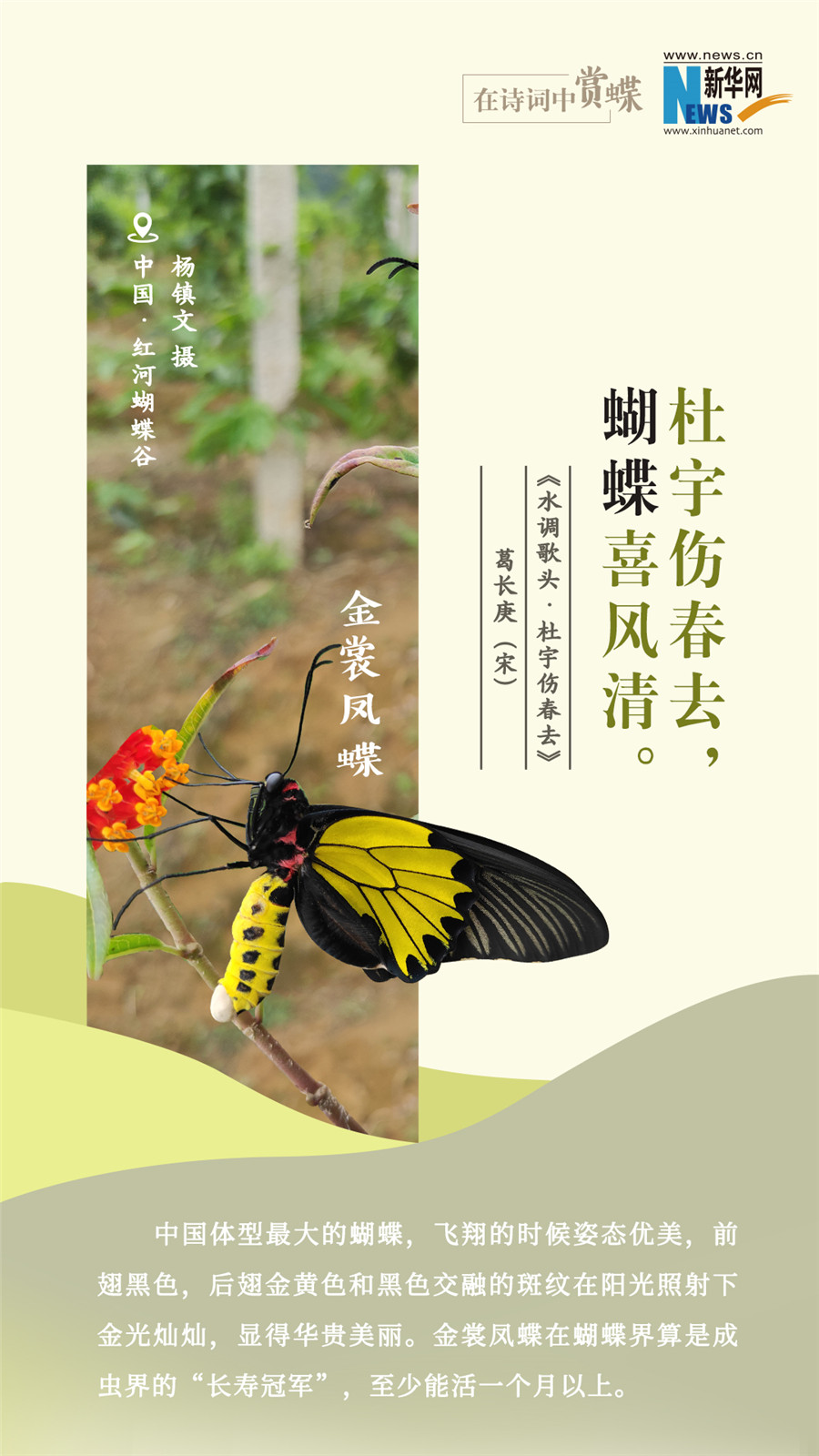 創意海報|在詩詞中賞蝶：翩翩舞態 詩以詠蝶