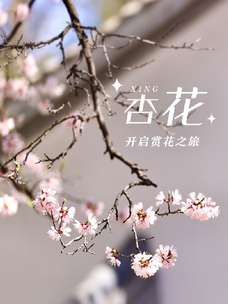 追花指南第六期！杏花雨 楊柳風 北京最美的杏花在這里