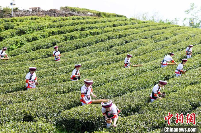眾多白族村民身著民族服飾走進(jìn)茶園采摘。　楊華峰 攝