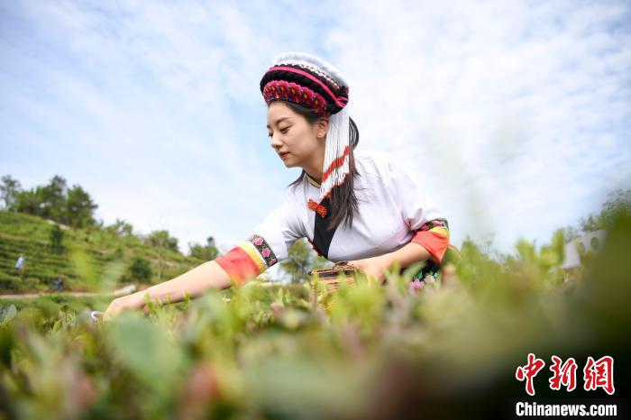 白族村民身著民族服飾采摘白茶。　楊華峰 攝