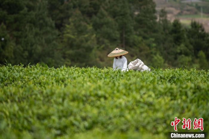 貴州茶農采收谷雨茶留住“春天”的味道