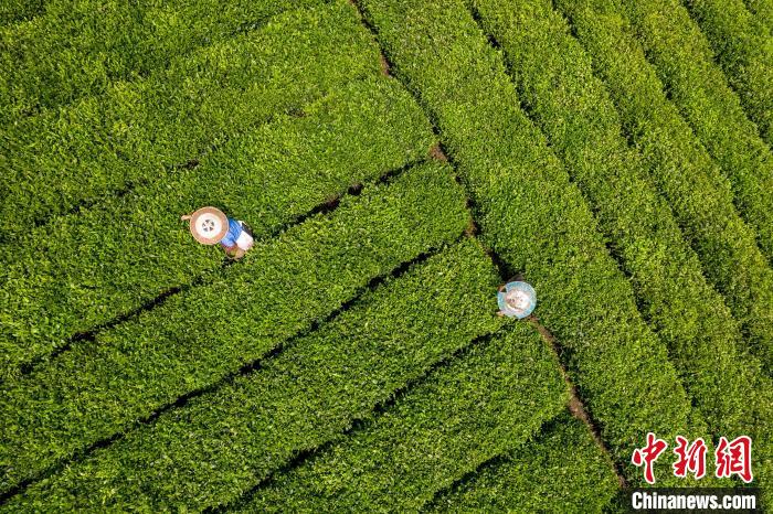 茶農正在采摘新鮮茶葉。　唐哲 攝