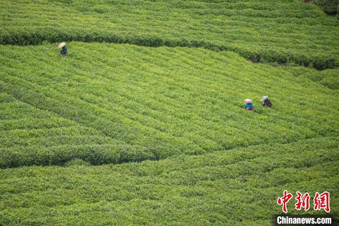 茶農采摘谷雨茶。　唐哲 攝