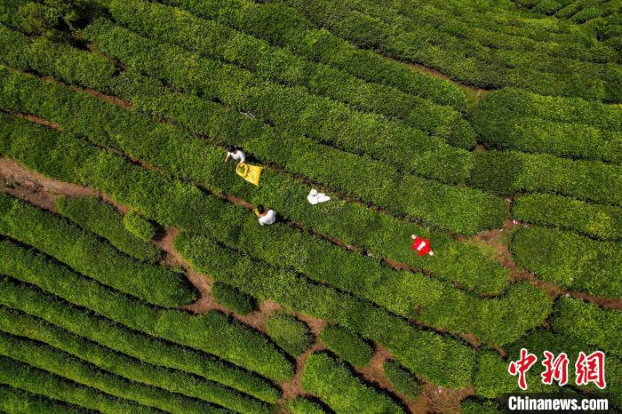 茶農正在采摘新鮮茶葉。　唐哲 攝