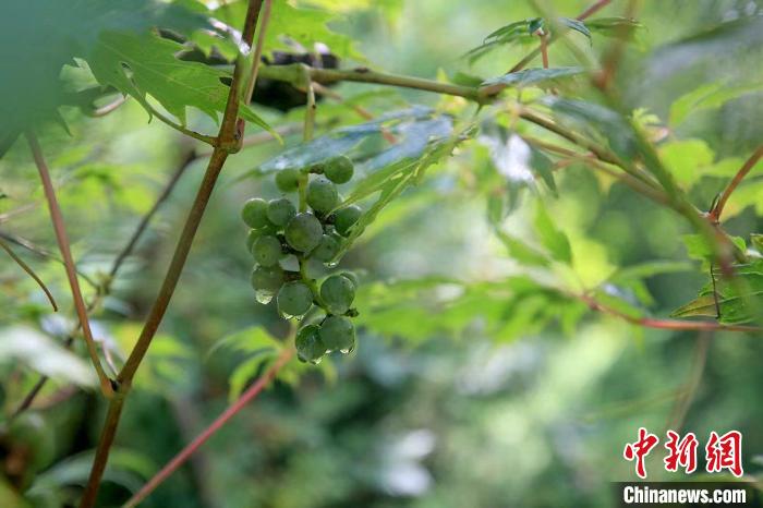 野生動物在北京：如何筑牢生物多樣性“保護網”？