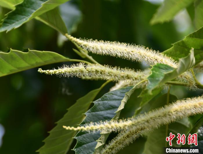 毛茸茸的栗花?！『略破?攝