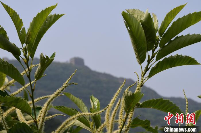 長城腳下，“栗”花盛開。　郝云崎 攝