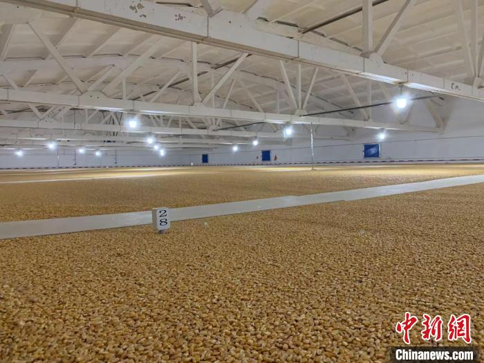 倉內(nèi)清涼干爽、遍地金黃，上千平方米的糧食盡收眼底?！⊥趸萘?攝