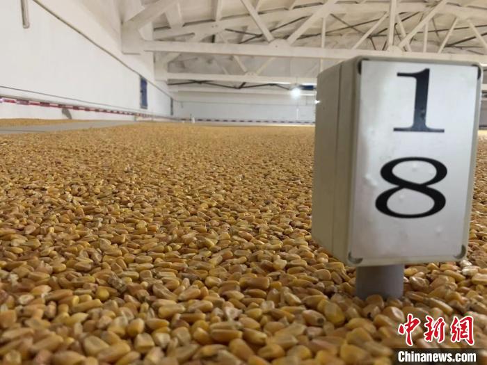 數(shù)千噸的小麥、玉米如同一塊塊被“切平”的巨型蛋糕“鑲嵌”在地面上?！⊥趸萘?攝