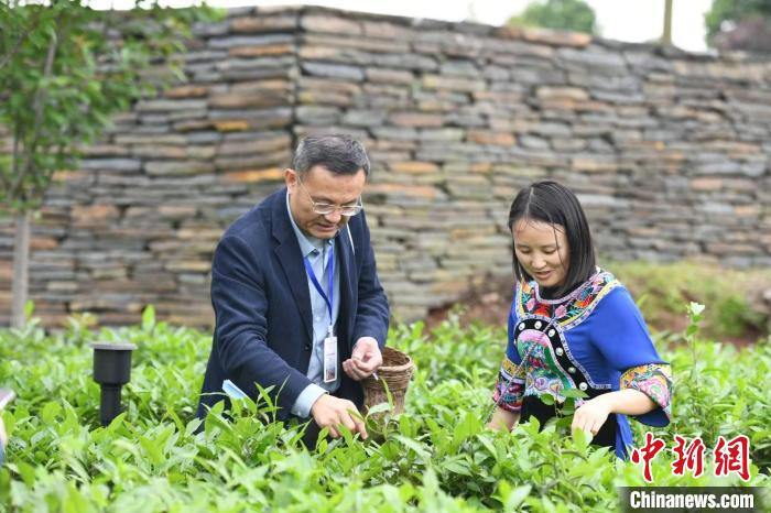 東盟國家媒體記者在辰龍關茶園采茶。　楊華峰 攝