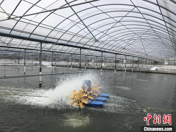 南美白對蝦養(yǎng)殖基地。　象山蝦蟹科技小院供圖