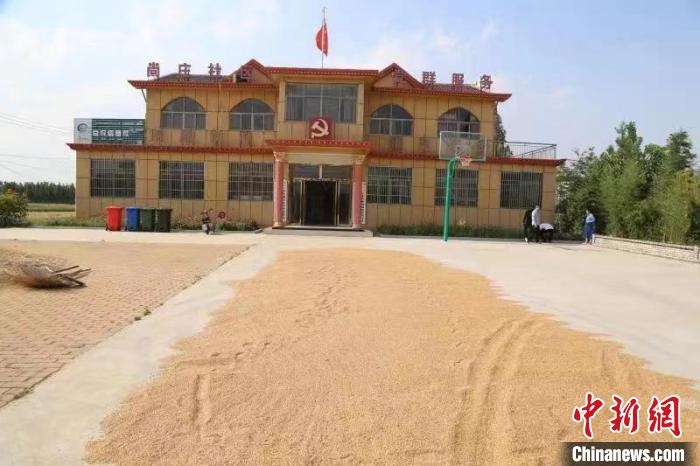農(nóng)民在邳莊鎮(zhèn)尚莊村黨群服務(wù)中心大院里曬糧。　賈萌 攝