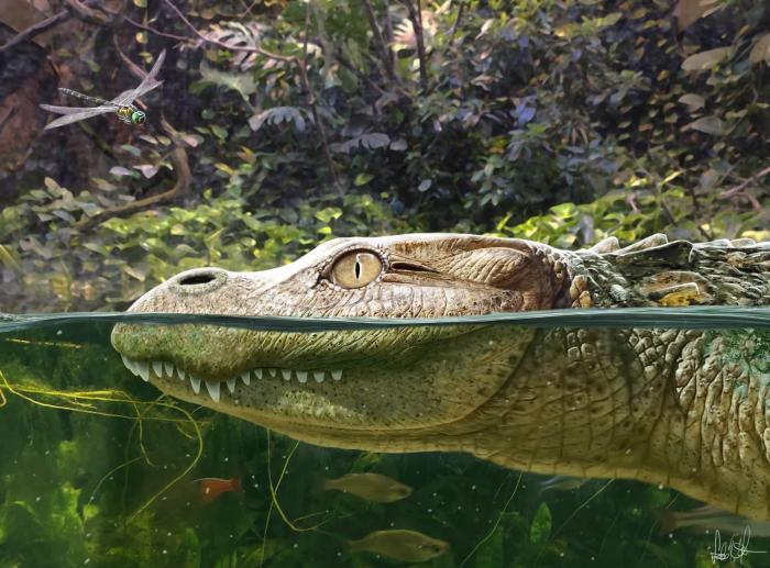 Alligator munensis藝術(shù)復(fù)原圖(圖片來自Márton Szabó)。　施普林格·自然 供圖
