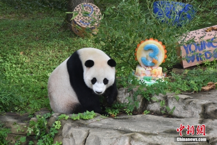 當地時間8月21日，旅美大熊貓幼崽“小奇跡”迎來3周歲生日。華盛頓國家動物園給“小奇跡”舉辦了“生日派對”，眾多游客前來給“小奇跡”慶生。<a target='_blank' href='/'><p  align=