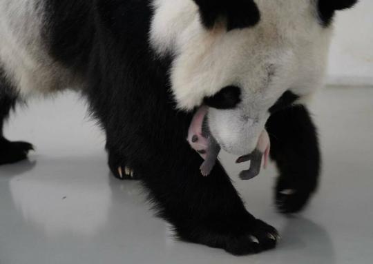 俄羅斯莫斯科動物園發布大熊貓幼崽新圖片