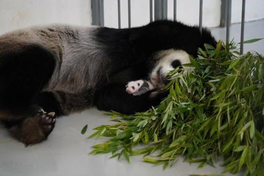 俄羅斯莫斯科動物園發布大熊貓幼崽新圖片