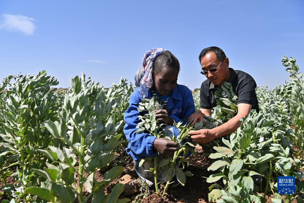 9月27日，在位于厄立特里亞阿斯馬拉的農業技術援助項目示范地，中國援厄第三期高級農業專家組豆類作物專家劉運民（右）指導當地農戶進行蠶豆作物的田間管理。新華社記者 韓旭 攝