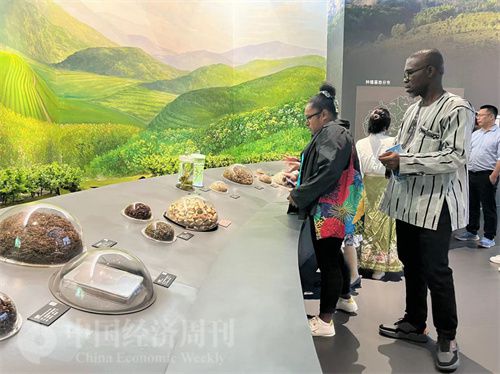  （在中國藥都中醫藥博物館，外媒記者了解中醫藥發展史。中國經濟周刊記者 郭志強 攝）