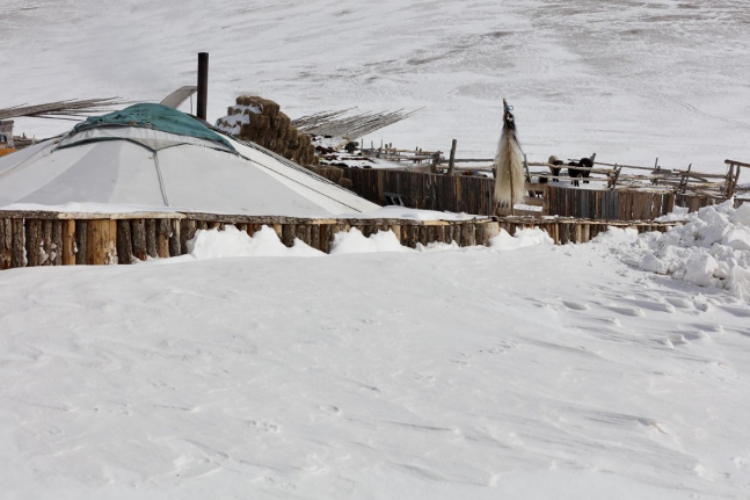 蒙古國近日發生雪災。圖片來源：蒙政府網站