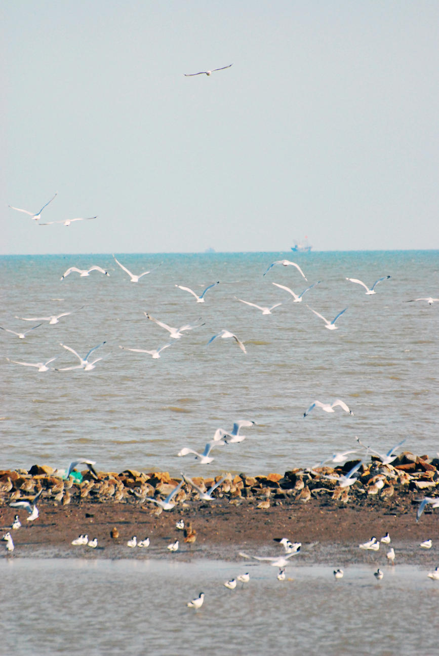 “鳥中大熊貓”遺鷗飛抵濱城。戈榮喜攝