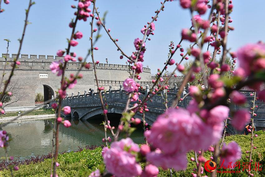 古城花開春意濃。 人民網 朱鵬濤攝