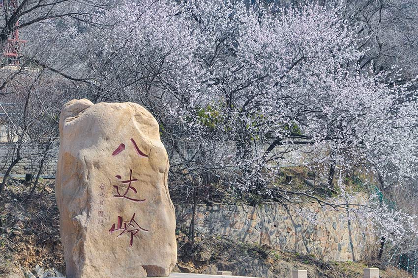 眼下，八達(dá)嶺長(zhǎng)城內(nèi)外春花爭(zhēng)艷。陸軍攝