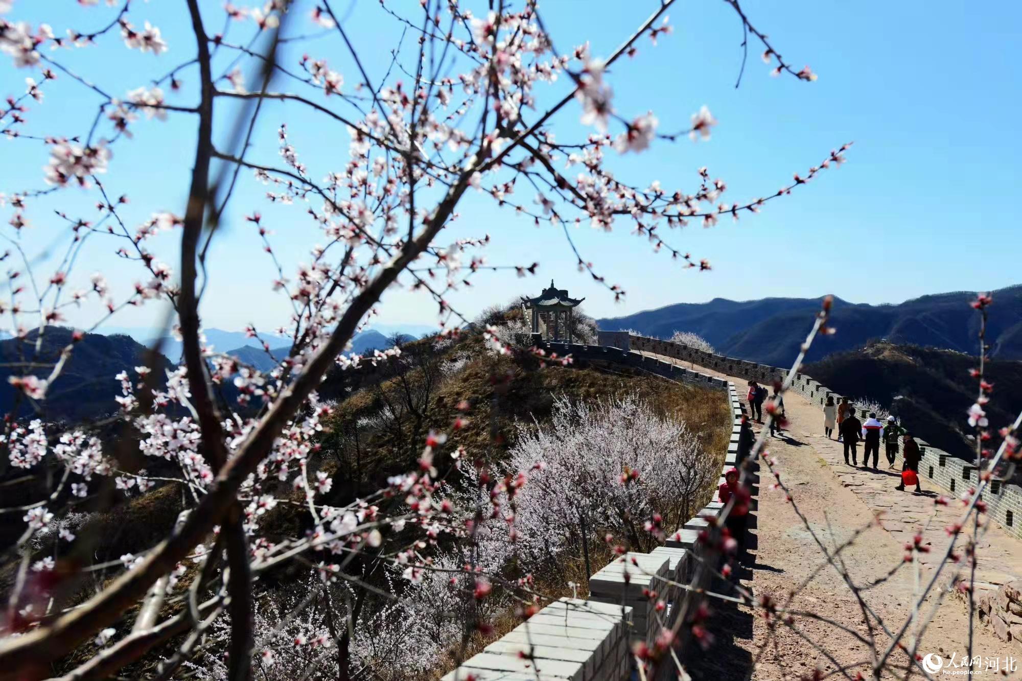 邢臺(tái)九龍峽景區(qū)鮮花盛開(kāi)。 馬健攝