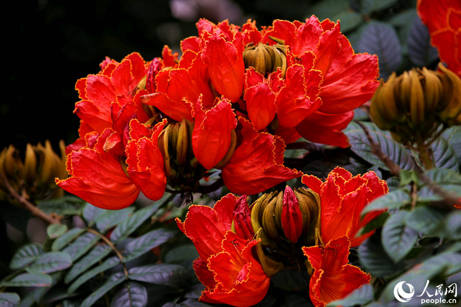 一朵朵紅花在枝葉頂端綻放。人民網 陳博攝
