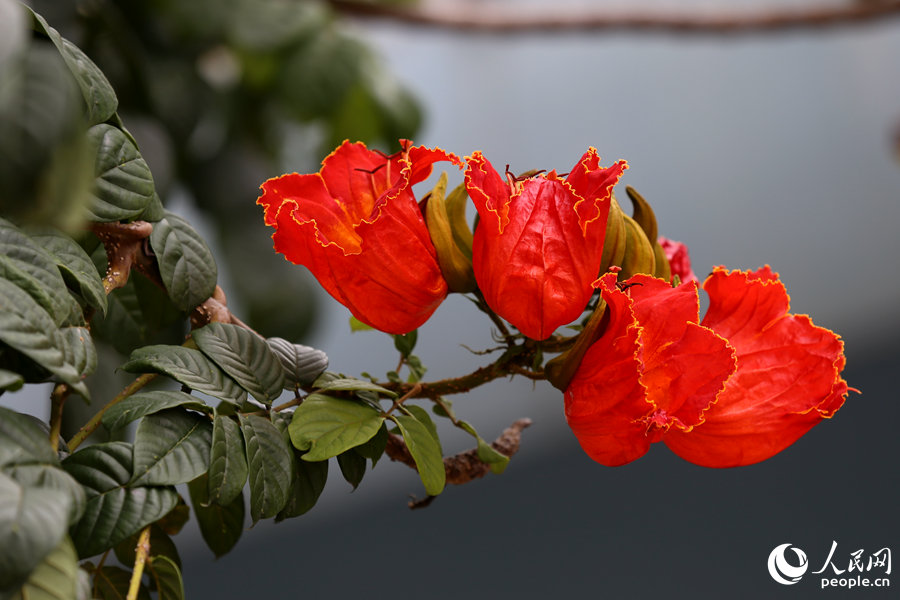 火焰木花朵呈紅色或橙紅色。人民網 陳博攝