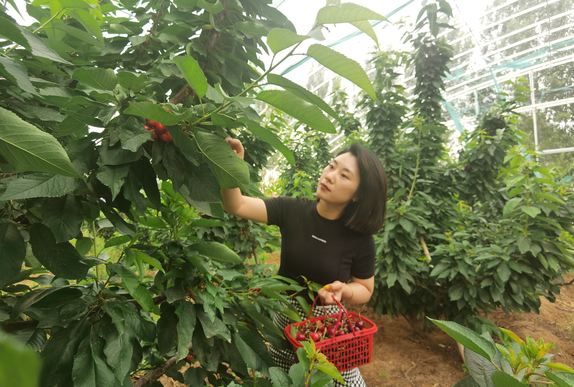 穿行林間，游客摘下一串串“紅瑪瑙”，感受鄉村別樣風景。 劉柯旋攝