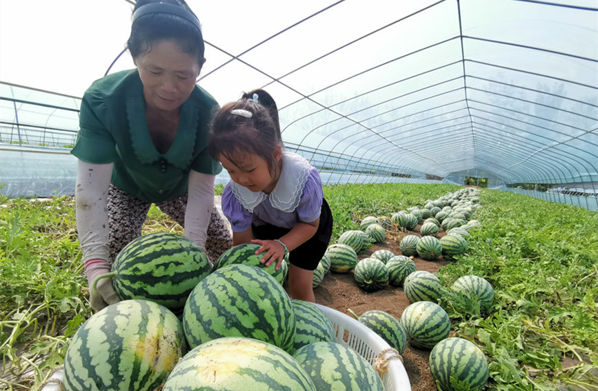 在北辰區(qū)雙街鎮(zhèn)的西瓜種植基地內(nèi)，種植農(nóng)戶們正忙著采收。陳立興攝