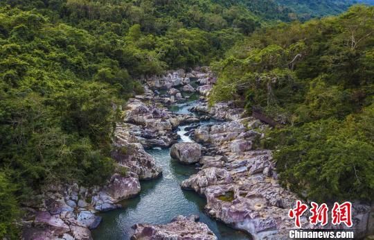 2018年海南生態環境狀況等級為“優”，植被覆蓋率高，生物多樣性豐富，生態系統穩定，圖為海南中部熱帶雨林。　駱云飛　攝