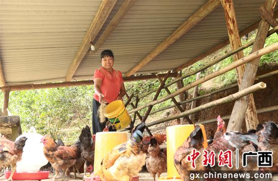 7月4日,在廣西柳州市融安縣大坡鄉崗偉村,脫貧戶藍遠仙在給“大坡飛雞”喂食。覃慶和 攝