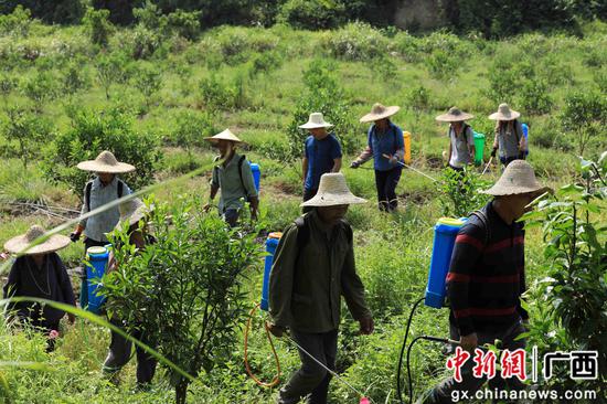 8月18日，在廣西柳州市融安縣大良鎮古蘭村古蘭屯，村民在金桔基地打藥。譚凱興 攝