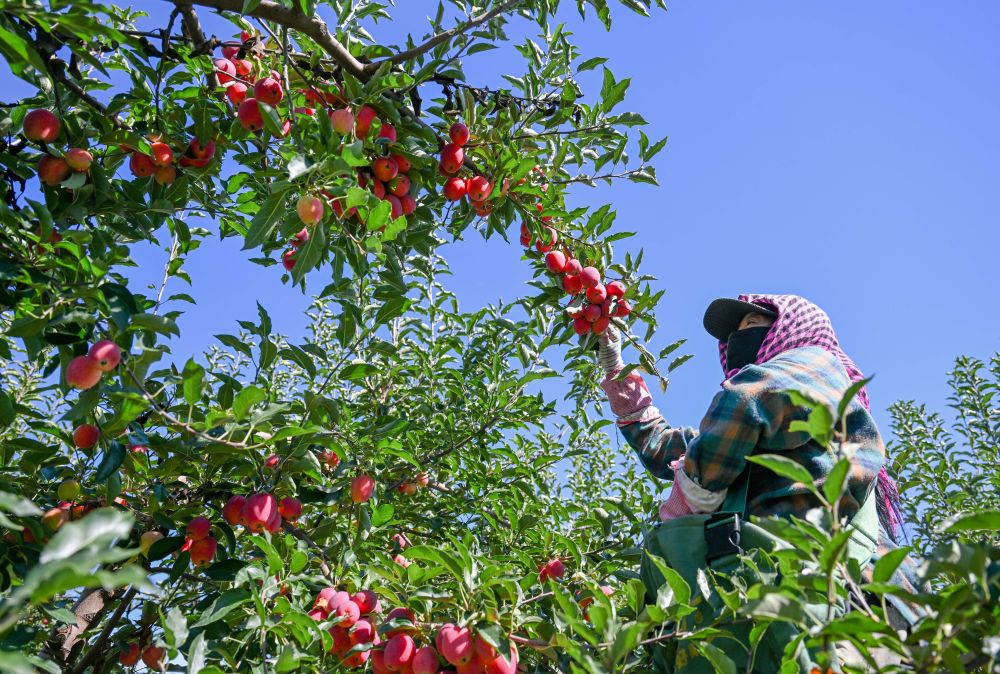 牢牢守住不發生規模性返貧致貧底線——西部脫貧地區“5年過渡期”一線觀察