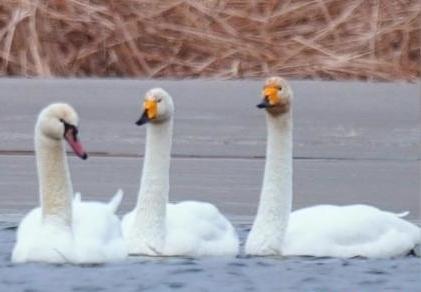 圖為疣鼻天鵝與大天鵝。　青海國家公園觀鳥協會供圖 攝
