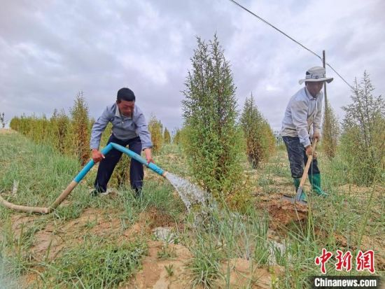 圖為扎西和村民給樹澆水?！∑钤鲚怼z