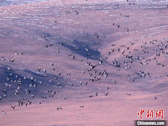 圖為黑頸鶴翔集于青海嘉塘草原上。　青海省玉樹藏族自治州稱多縣委宣傳部供圖