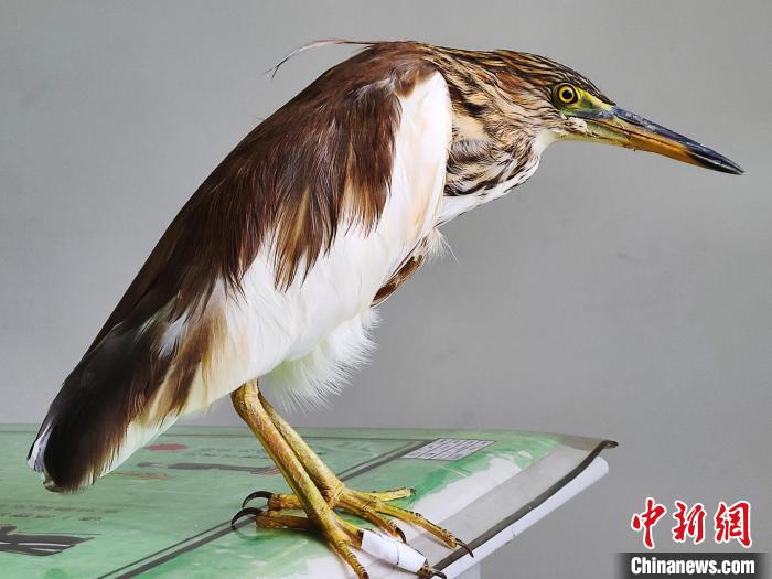 圖為被救助的國家一級重點保護動物池鷺?！×鴿商?攝