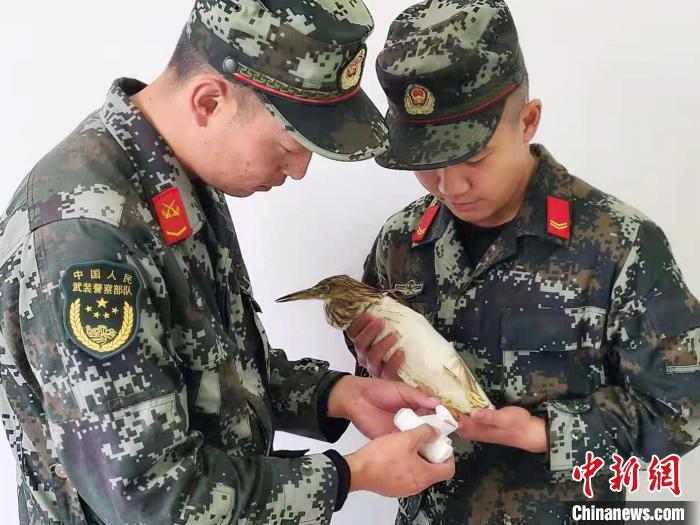 圖為武警官兵正在為國家一級重點保護動物池鷺包扎?！×鴿商?攝