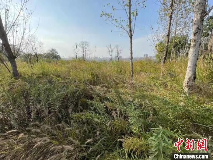發(fā)現(xiàn)的加拿大一枝黃花?！畈?攝