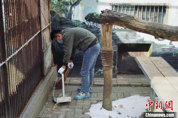 圖為雪豹“奶爸”史壽軍正在打掃豹館衛(wèi)生?！●R銘言 攝