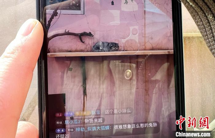 圖為雪豹“奶爸”史壽軍正在直播。　馬銘言 攝