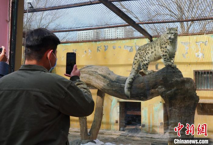圖為雪豹“奶爸”史壽軍正在直播?！●R銘言 攝