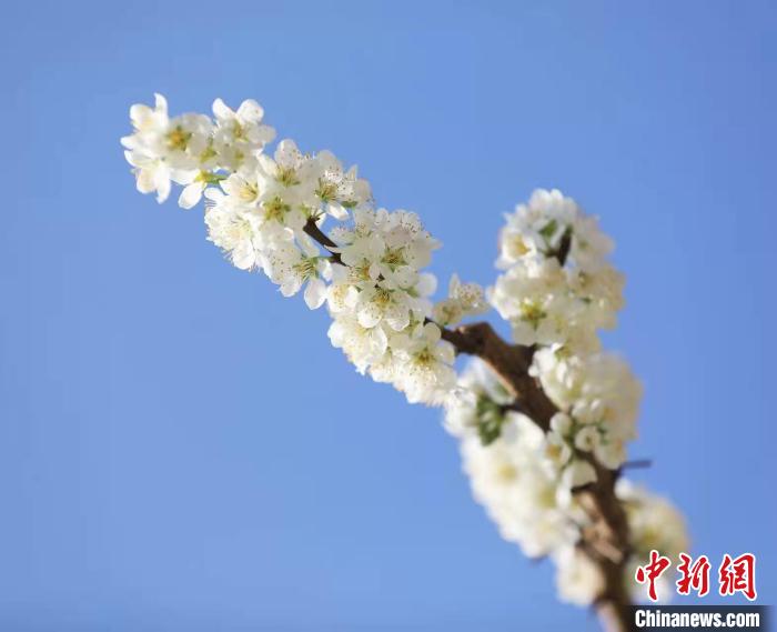 李花盛開(kāi)。　何清海 攝
