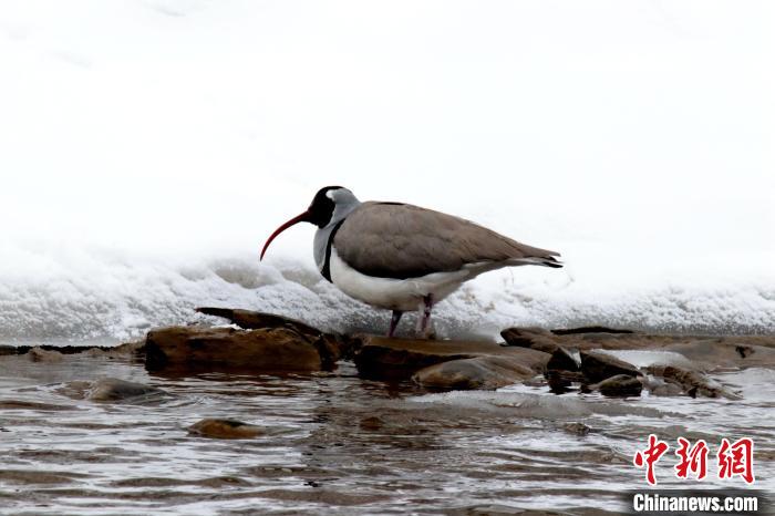 青海達(dá)日黃河國(guó)家濕地公園鳥(niǎo)類增至49種