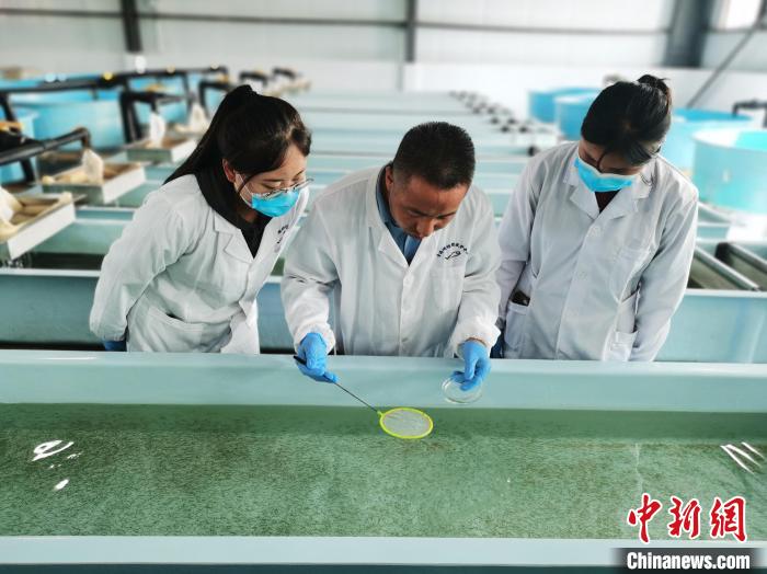 圖為工作人員檢查魚苗。　張添福 攝