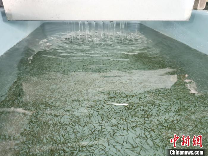 圖為正在育苗?！執砀?攝